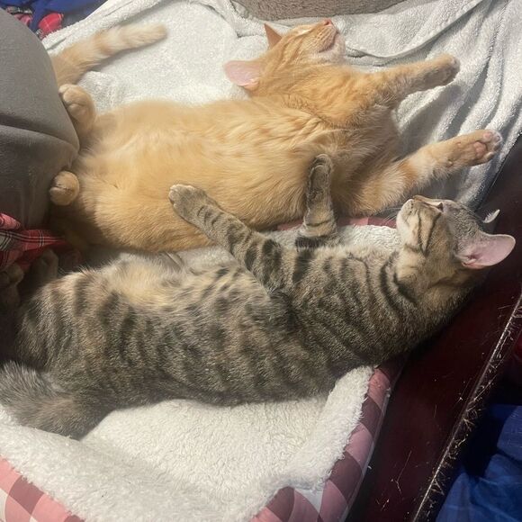 Purchases go towardsmyfoster kittens and cats as well as to catch up onmy house - Picture 10 of 10